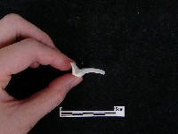 瓷片藏品圖，第4張