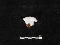 瓷片藏品圖，第2張