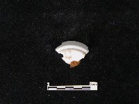 瓷片藏品圖，第3張