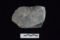 陶片藏品圖，第2張