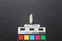 錛鑿形器藏品圖，第1張