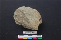 石鏟藏品圖，第2張