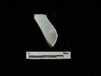 瓷碗藏品圖，第2張