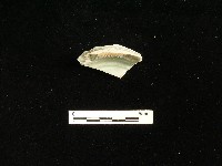 瓷碗藏品圖，第1張