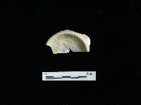 瓷碗藏品圖，第1張