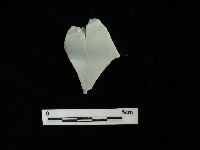 瓷盤藏品圖，第2張