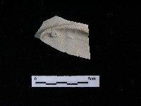 瓷盤藏品圖，第2張