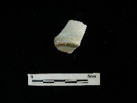 瓷杯藏品圖，第2張