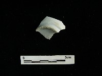 瓷杯藏品圖，第2張