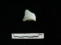 瓷杯藏品圖，第1張