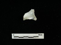 瓷杯藏品圖，第2張