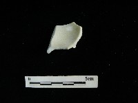 瓷杯藏品圖，第2張