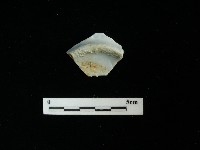 瓷片藏品圖，第2張