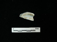 瓷片藏品圖，第1張