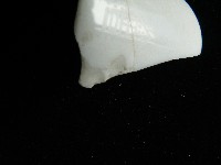 瓷杯藏品圖，第1張