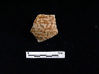 陶片藏品圖，第1張