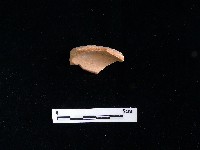 陶片藏品圖，第2張