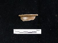 陶片藏品圖，第2張