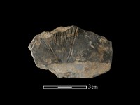 陶片藏品圖，第1張