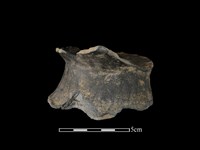 陶罐藏品圖，第2張