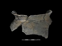 陶罐藏品圖，第3張