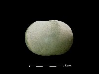 砥石藏品圖，第2張