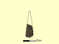 矛鏃形器藏品圖，第1張