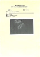 登錄號:UA0108藏品圖，第1張