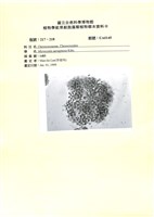 登錄號:UA0145藏品圖，第1張