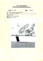 登錄號:UA0151藏品圖，第1張