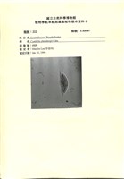 登錄號:UA0187藏品圖，第1張
