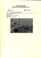 館號:UA0195藏品圖，第1張