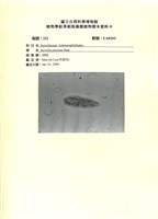 登錄號:UA0203藏品圖，第1張