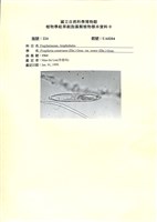 登錄號:UA0204藏品圖，第1張