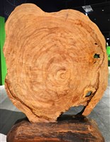 臺灣雲杉藏品圖，第2張