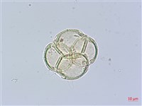 登錄號:X001367藏品圖，第1張