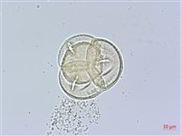 登錄號:X001367藏品圖，第2張