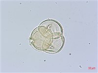 登錄號:X001367藏品圖，第3張