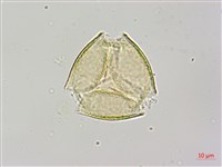 烏皮九芎、奮起湖野茉莉藏品圖，第1張