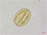 烏皮九芎、奮起湖野茉莉藏品圖，第2張