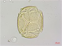 烏皮九芎、奮起湖野茉莉藏品圖，第3張