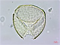 球果紫菫藏品圖，第3張