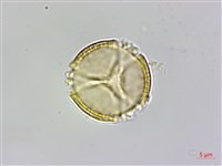 魚木藏品圖，第1張