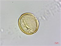 魚木藏品圖，第2張