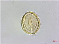 魚木藏品圖，第3張