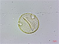 台灣梭羅樹藏品圖，第2張