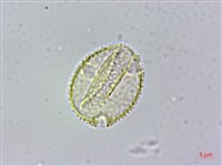 台灣梭羅樹藏品圖，第3張