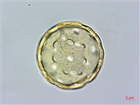 刺莧藏品圖，第1張