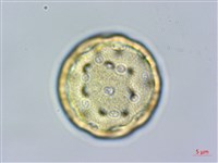 刺莧藏品圖，第2張