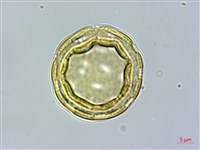 刺莧藏品圖，第3張